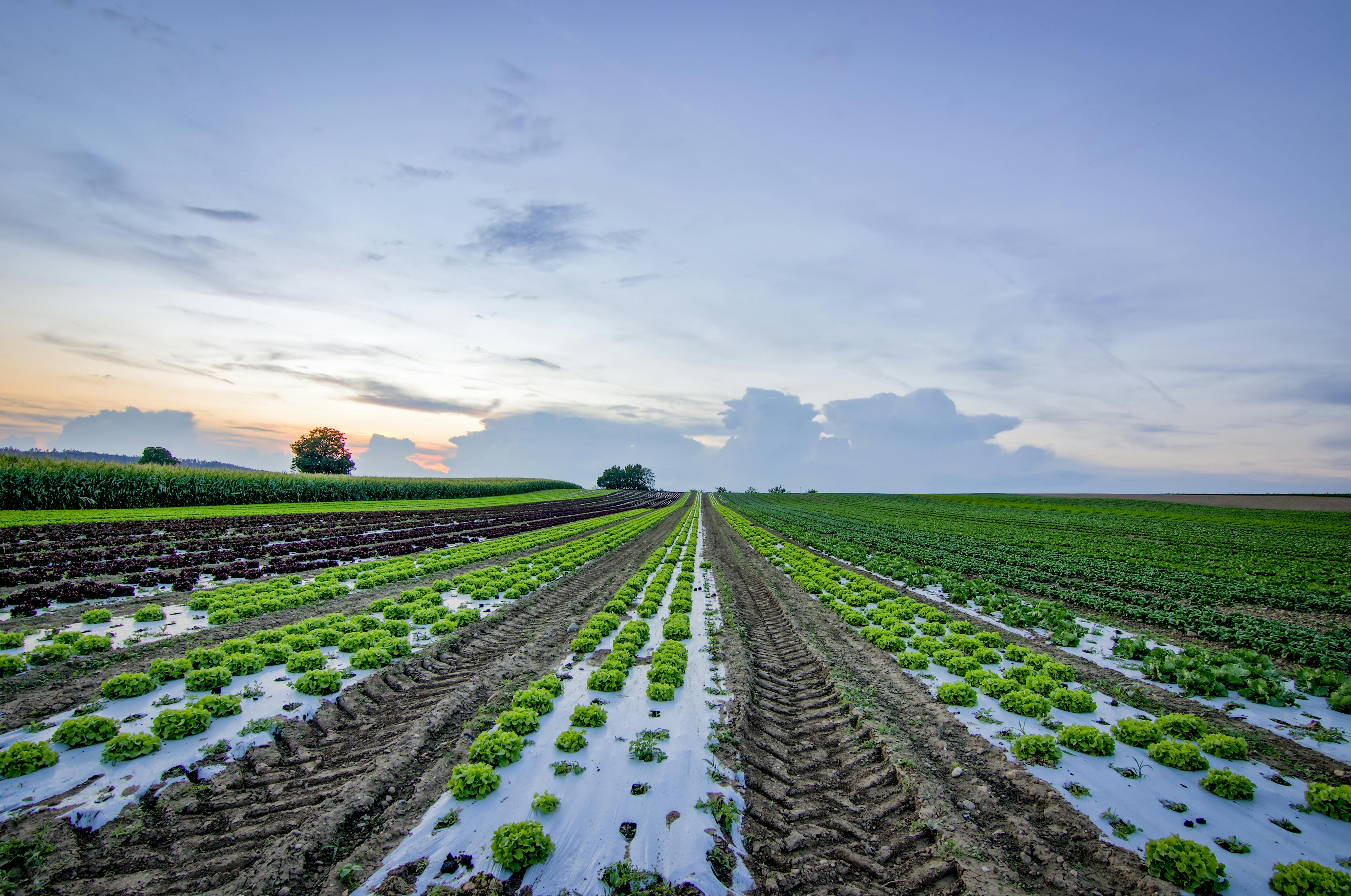 African Agriculture
