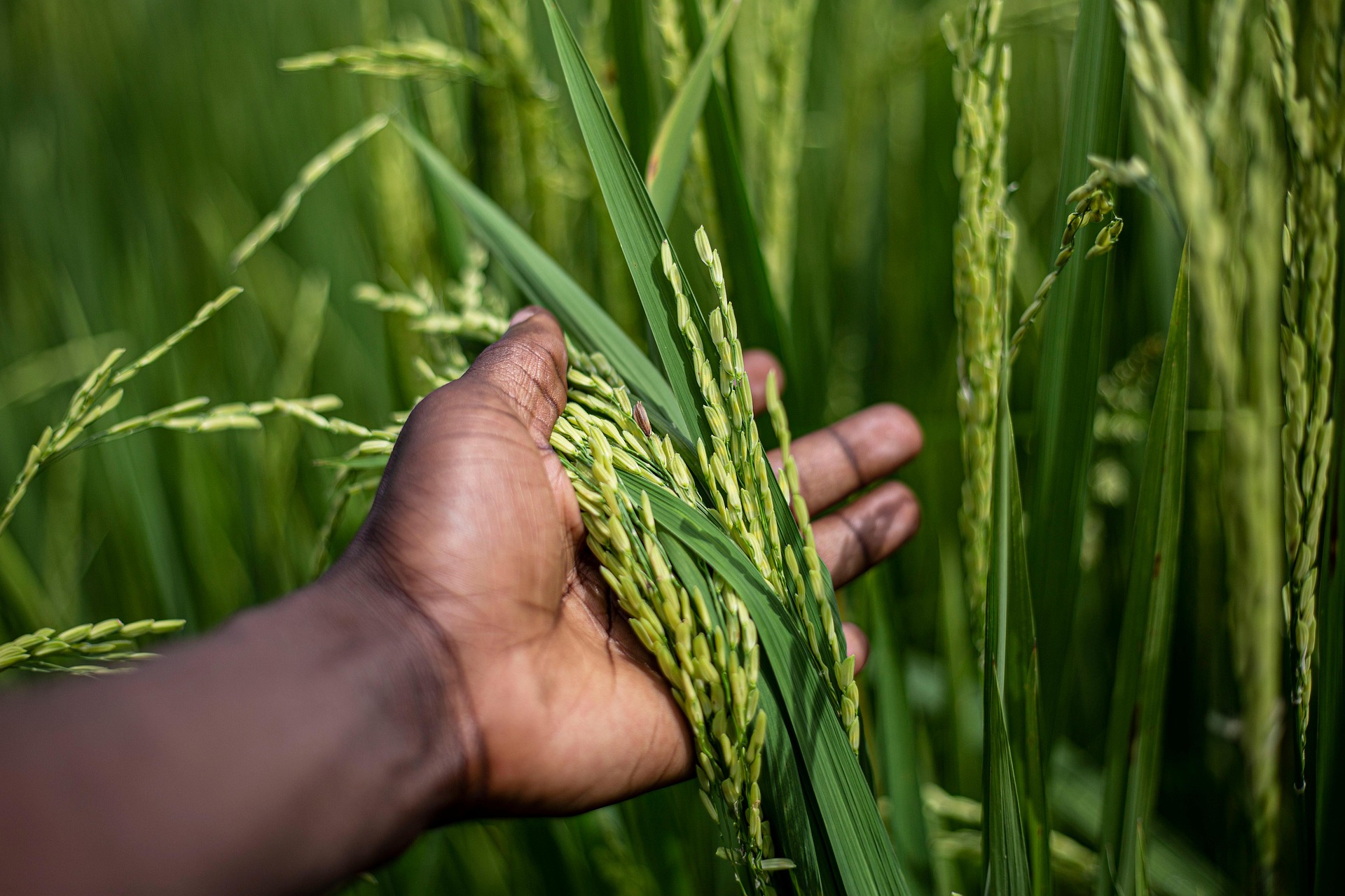 Agricultural Business
