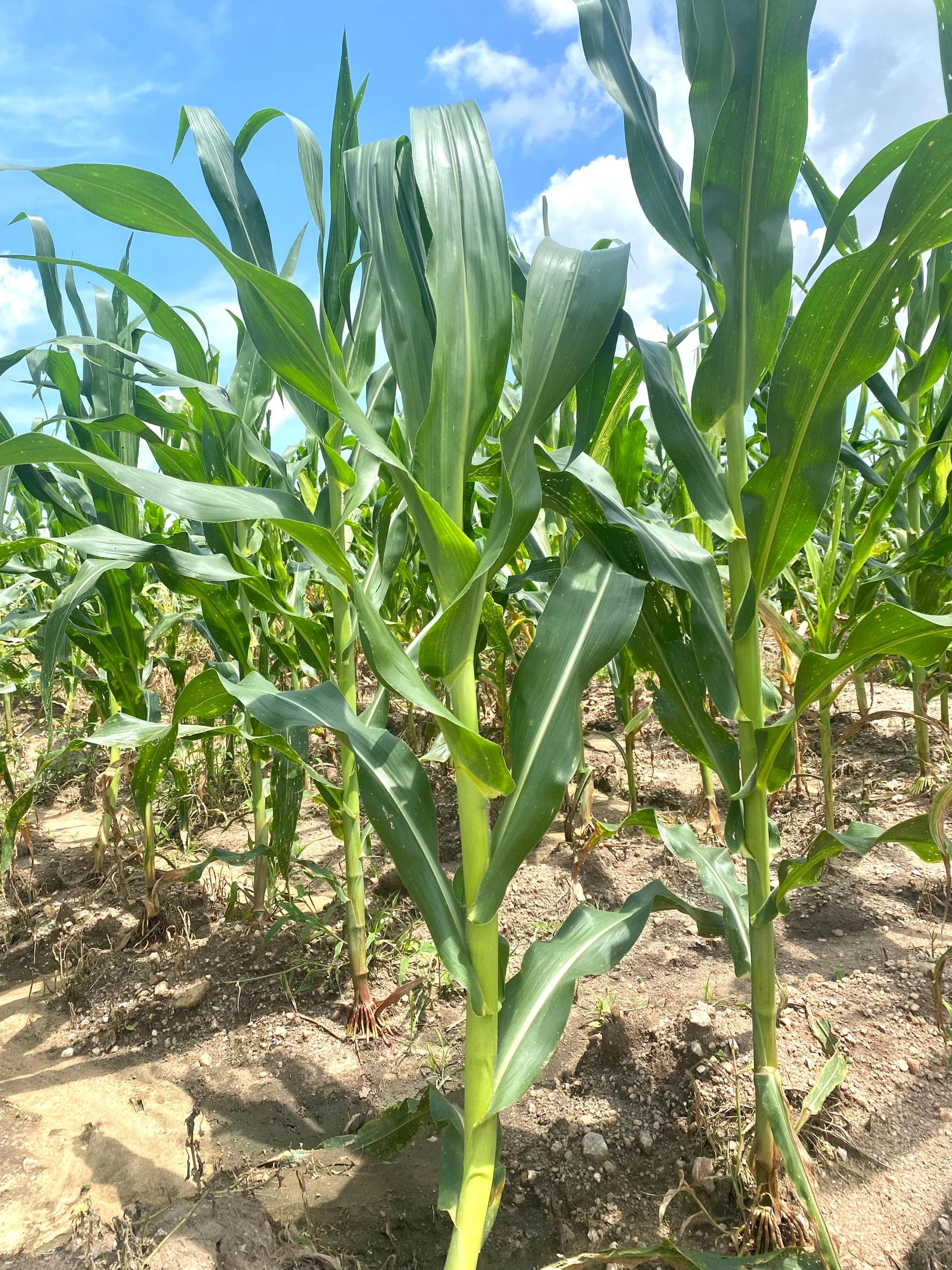 Arete Farms - Agricultural Operations